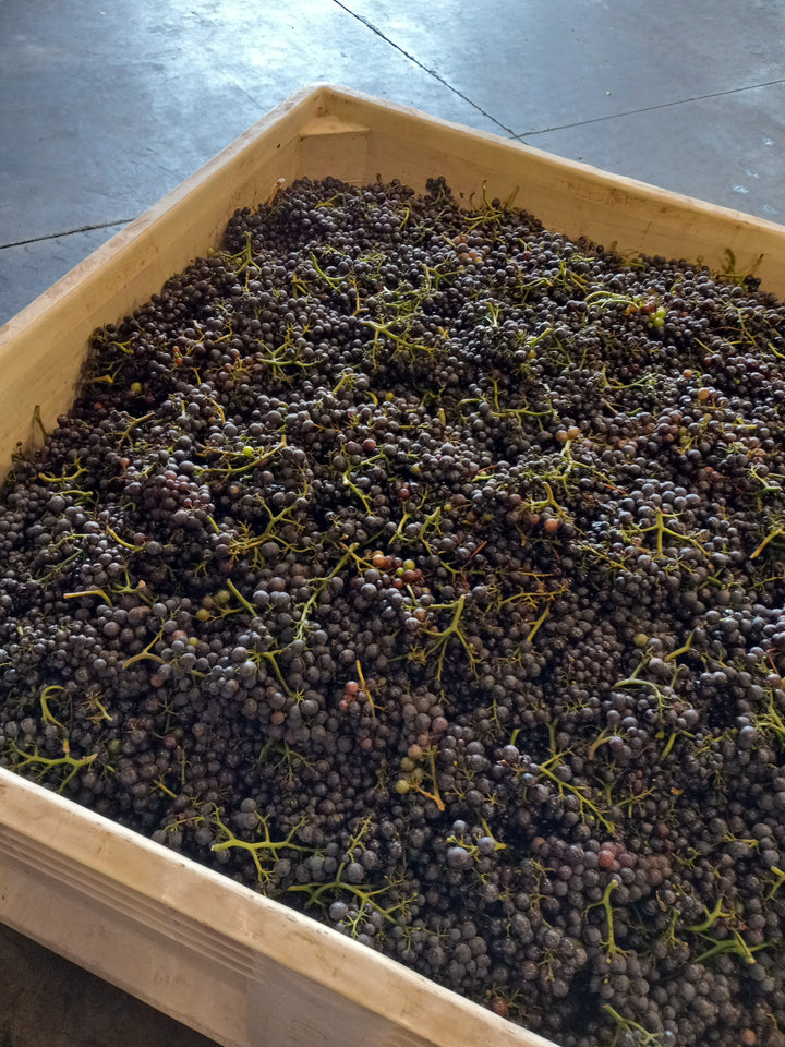The Intersecting Sciences of Enology and Pathology