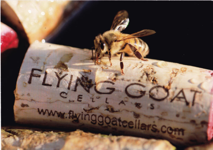 National Honey Bee Day Celebration