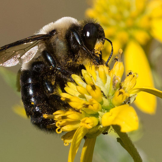 National Honey Bee Day