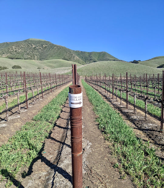 Vineyard Update March 2022