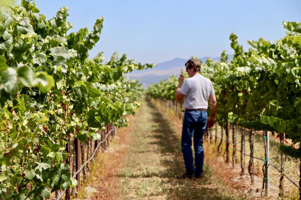Norm Walking the Vineyard tasting grapes