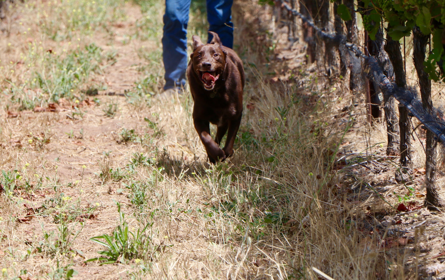 Cooper the dog running through the vineyard