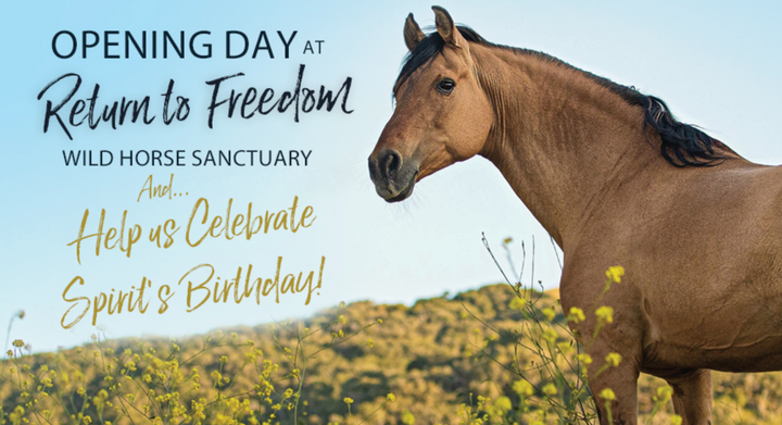 Celebrate Spirit's 30th Birthday!